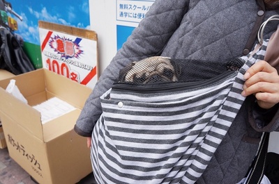 ドッグカフェ20.JPG